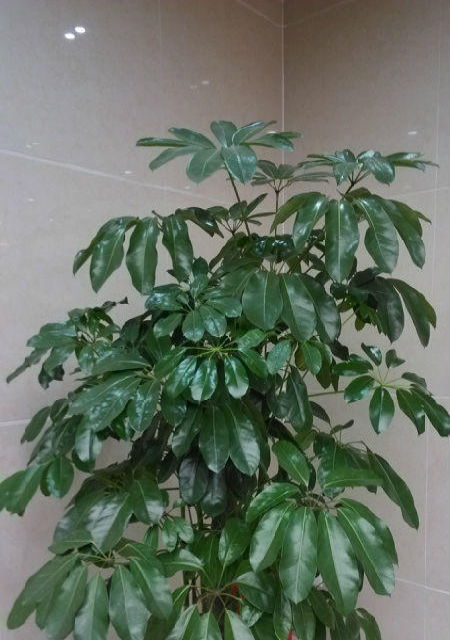 成都私人訂制花籃、鮮花花束與精品禮盒 花卉綠植的精致之選